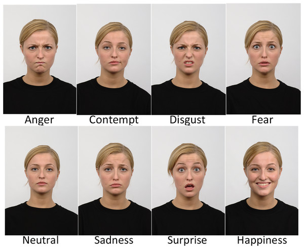 Sample of images from the Radboud Faces database.