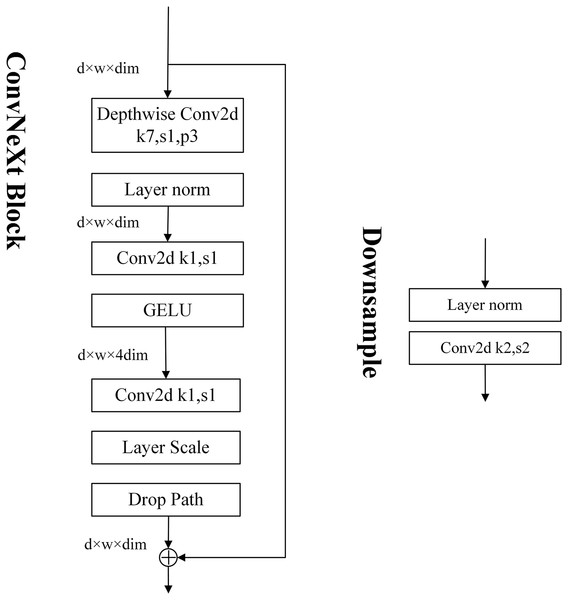 The model structure of ConvNeXt block.