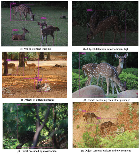 Results of the proposed trained algorithm identifying the animal subgroup (Deer) based on the validation dataset.