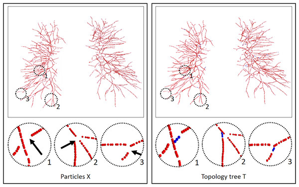 Results of the vessel tree topology extraction method.