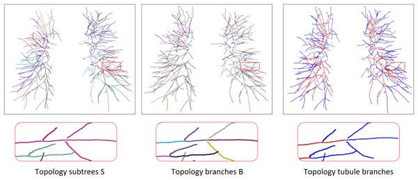 The process of topology tubule branch extraction, the columns from left to right are topology subtree, topology branch, topology tubule branch.