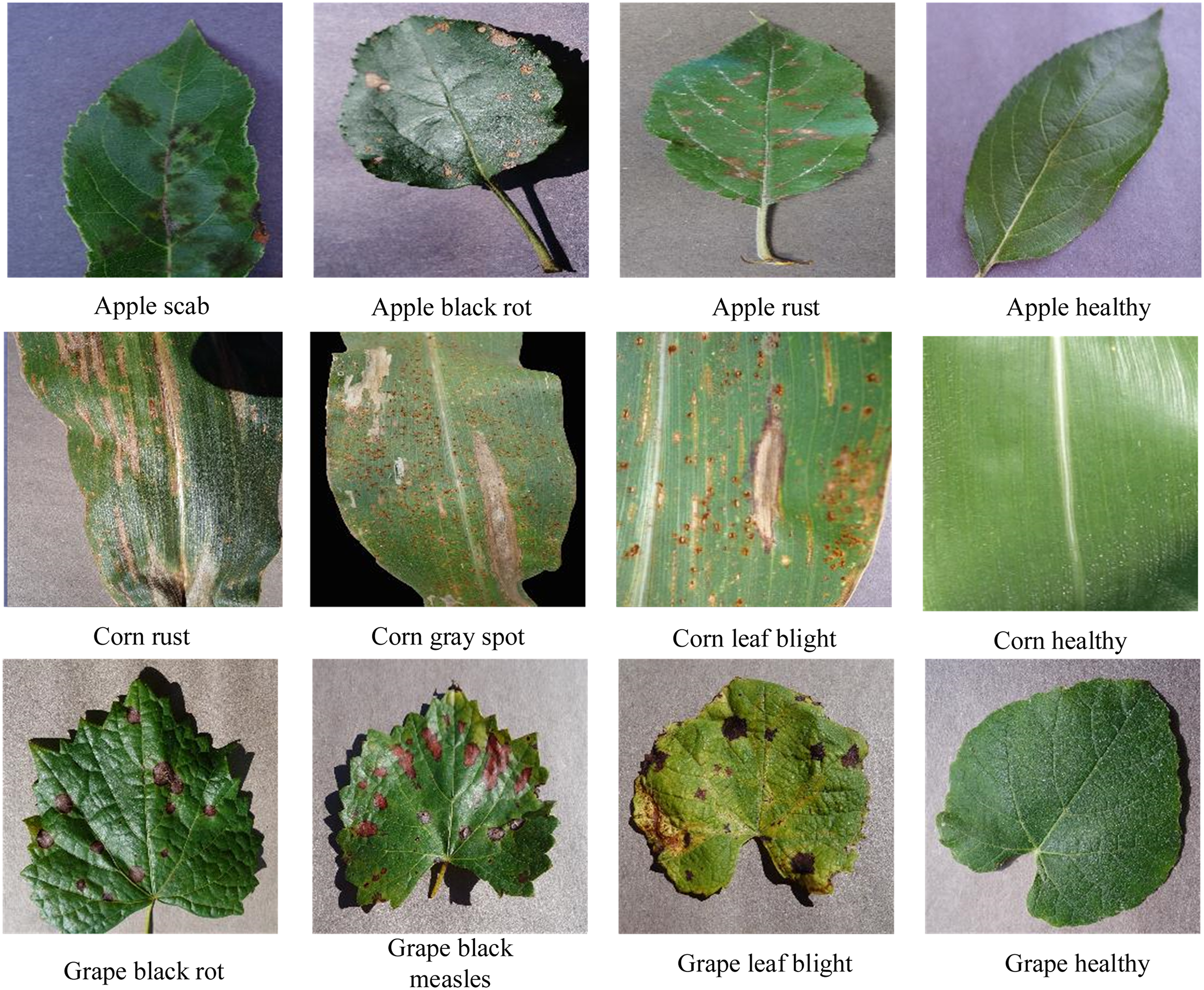 Improved MobileNetV2 crop disease identification model for