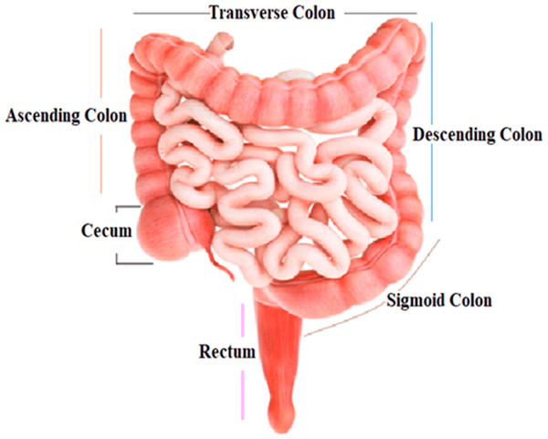 Structure and parts of the human colon.