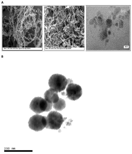 (A) Zero valent iron nanoparticle; (A–B) FESEM images and (C) TEM image, and (B) TEM images (200 nm) of nZVI synthesized using NaBH4 reduction of FeCl3 method.