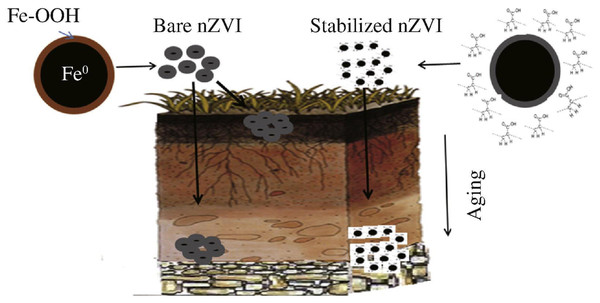 Behavior of bare and stabilized nZVI in the environment.