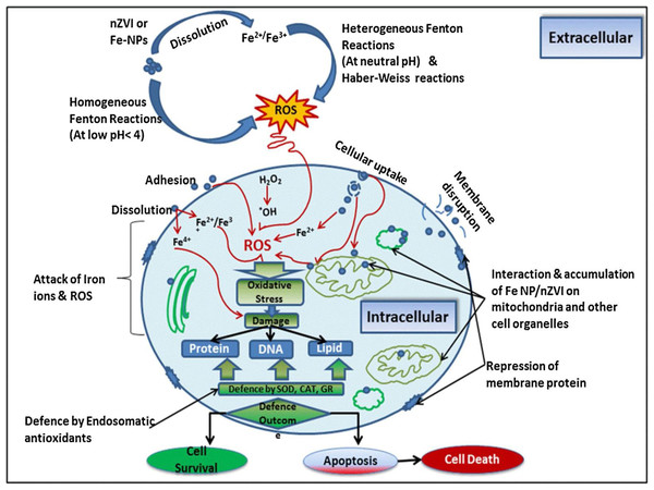 Potential harmful mechanism and association of nanoscale zero-valent iron (Fe-NPs) with living organism’s cells.