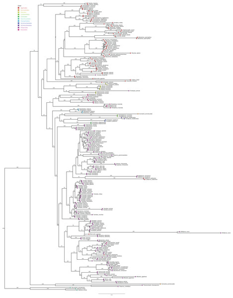 Maximum likelihood phylogenetic of laccase-enzymes producers from white-rot Basidiomycota fungi.