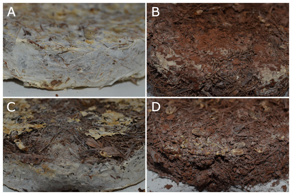 The same isolate of the fungus Ganoderma lucidum CCMB601 (Basidiomycota) growing on different substrates, with different compositions and sizes of particles.