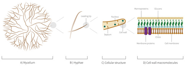 Mycelium cellular structure and macromolecules.