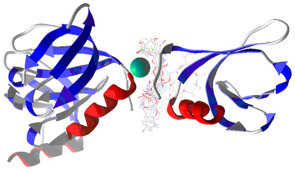 Docking of studied molecules in Hfq protein.