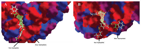 Hydrophobic interactions between protein Hfq with (A) MOL-A, and Hfq-NT with (B) MOL-E.