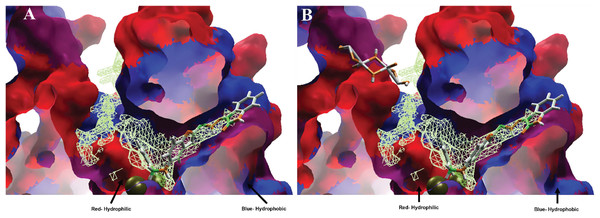 Hydrophobic interactions between protein LpxC with (A) MOL-I, and LpxC-NT with (B) MOL-J.