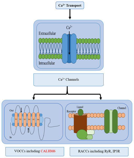 Different types of calcium transport in a cell.