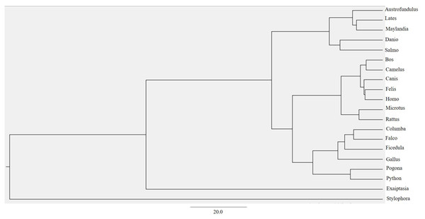 BEAST phylogenetic tree.