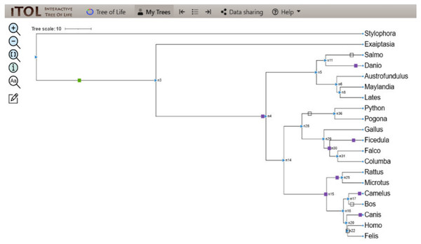 ITOL tree showing domain gain (green box), loss (white), and duplication (purple) events of CALHM6.