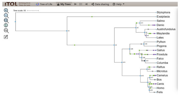 ITOL tree showing domain gain (green box), loss (white), and duplication (purple) events of CALHM6 along with its interacting partners.