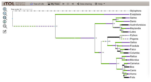 ITOL tree showing domain gain (green box), loss (white), and duplication (purple) events of all the domains detected at the end of Python pipeline.