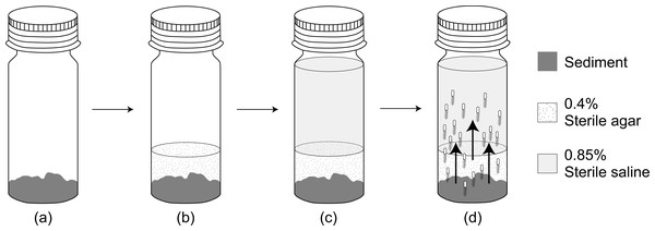 A flow diagram of the habitat transition experiment.