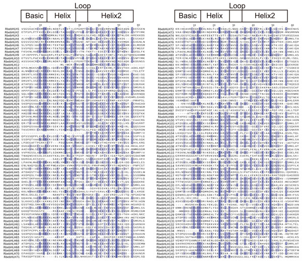 Multiple sequence alignments of the fasciclin domains of RbebHLHs.