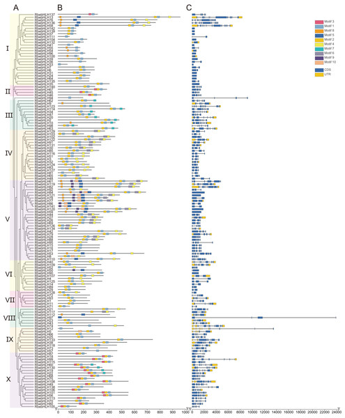 Phylogenetic relationships, conserved motifs, and exon/intron structures of RbebHLHs.