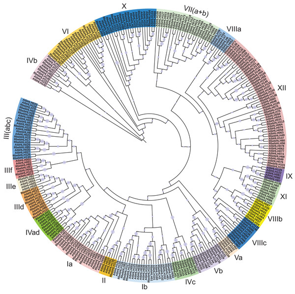 Phylogenetic tree of RbebHLHs and AtbHLHs.