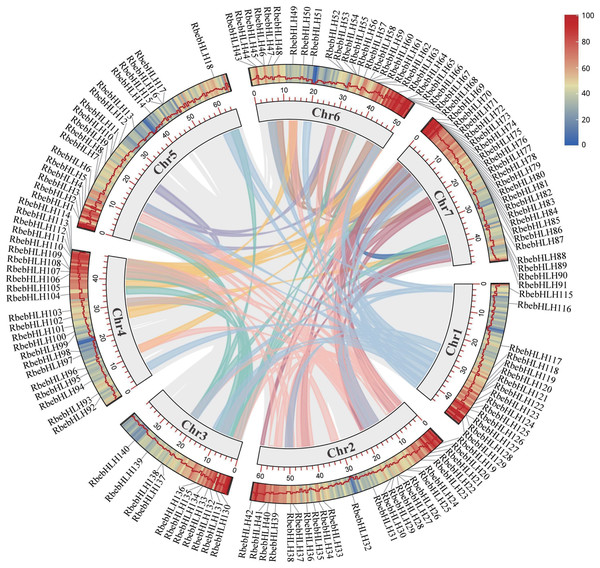 Location and collinearity relationships of RbebHLHs.