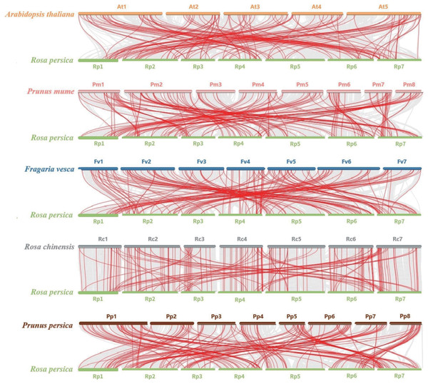 Synteny analysis of bHLHs between A. thaliana, P. mume, F. vesca, R. chinensis, P. persica, and R. persica.