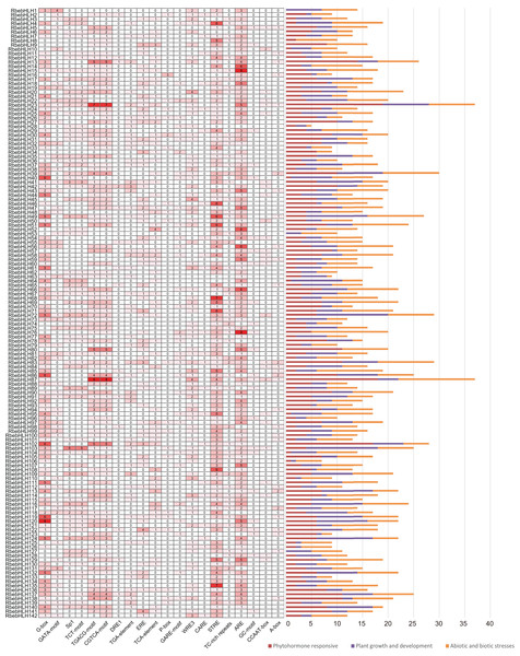 Analysis of cis-acting elements in the RbebHLHs promoter.