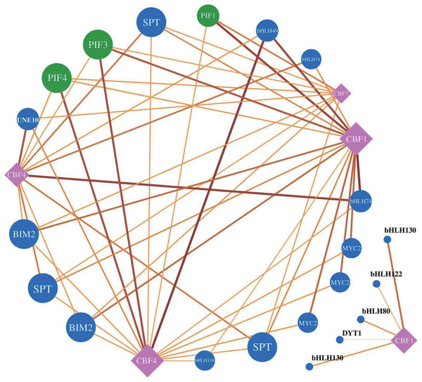 RbeCBF-RbebHLH target prediction network.