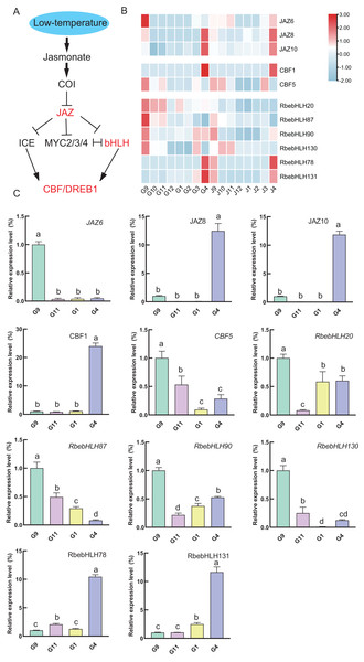 RbebHLHs response to low temperature stress.