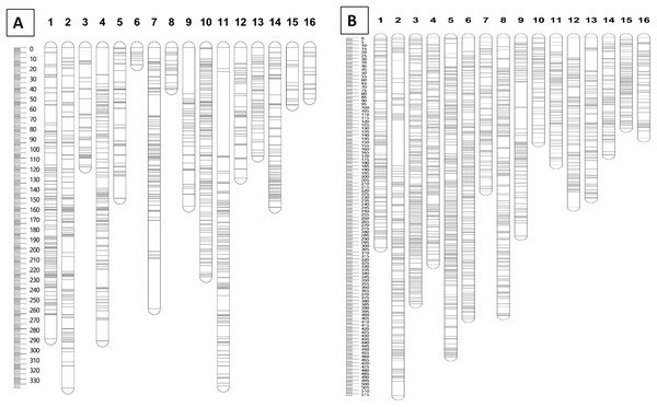 Distribution of SNP and InDel markers on each of the linkage group for parental maps D200 (A) and QP447 (B).