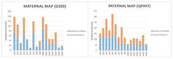 The proportions of markers on the pseudo-chromosome and scaffolds throughout maternal and paternal maps.