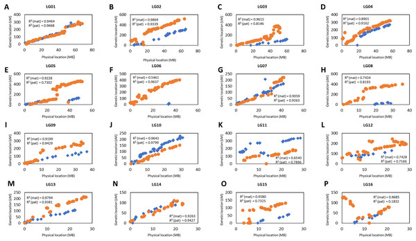 Scatter plots of the marker positions in the genetic map and physical map throughout the oil palm genome.