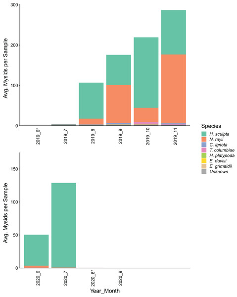 Bar chart of the average number of mysid shrimp (Mysida) collected per sample along the northwest coast of Washington state during June–November of 2019 and June–September of 2020.