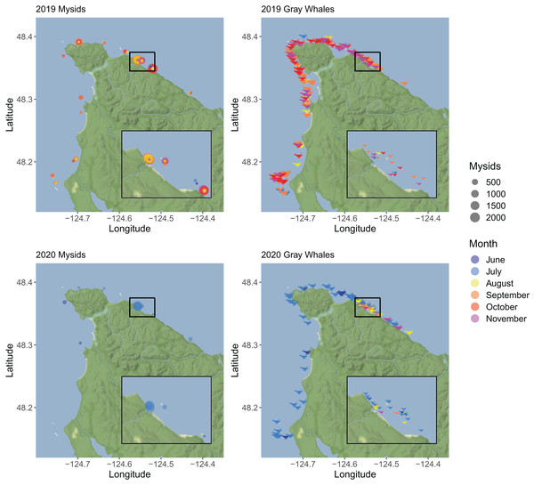 A map showing the total number of mysid shrimp (Mysida) and gray whale (Eschrichtius robustus) sightings along the northwest coast of Washington state during the summer-fall of 2019 and 2020.