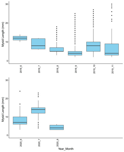 A box and whisker plot showing mysid shrimp (Mysida) length in mm for each month of sample collections along the northwest coast of Washington state during June–November of 2019 and June–September of 2020.