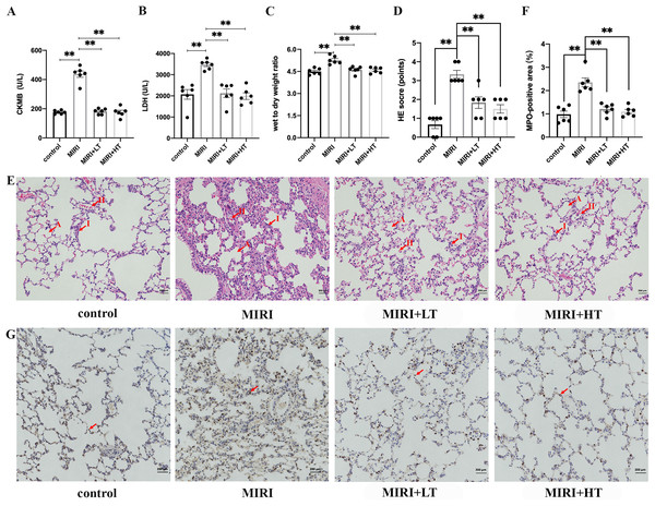 The expression levels of myocardial enzymes in the serum and the histopathological analysis of ALI in the MIRI and ticagrelor-treatment groups.