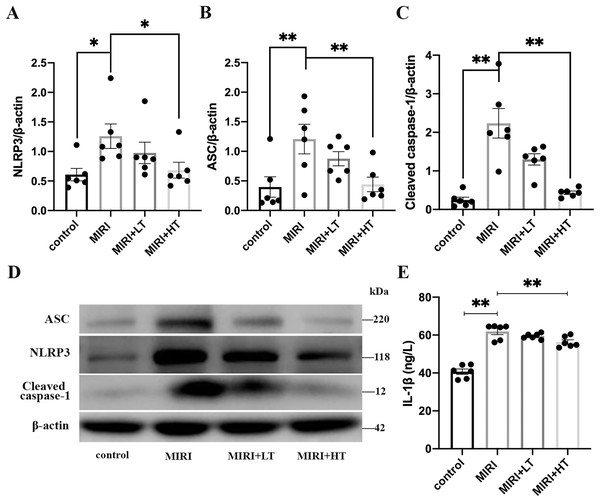 Western blot analysis of the expression levels of pyroptosis-associated proteins in the rat lung tissues of the MIRI group and ticagrelor-treatment group.