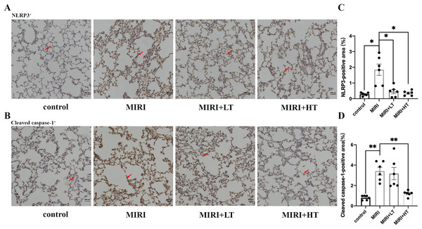 IHC analysis of pyroptosis-associated proteins in the rat lung tissues of MIRI and ticagrelor-treatment groups.