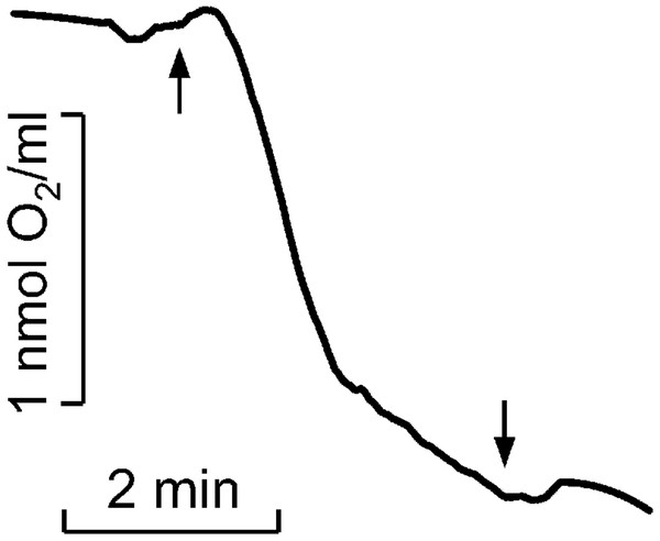 Kinetics of molecular oxygen photoconsumption in LH2 preparations.