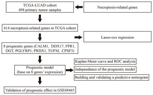 Flowchart illustrating the overall study design and analysis process.