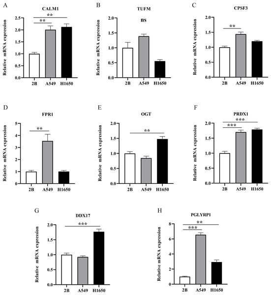 The mRNA-expression levels of eight NRGs in LUAD cells and normal lung cells.