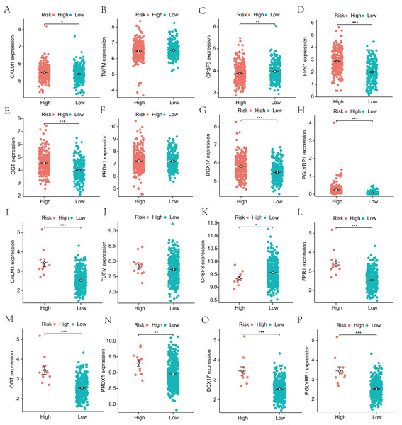 Analysis of differential expression of the identified prognostic genes between patients in the high-risk and low-risk groups.