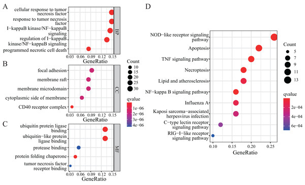 GO and KEGG enrichment analyses of NRGs.