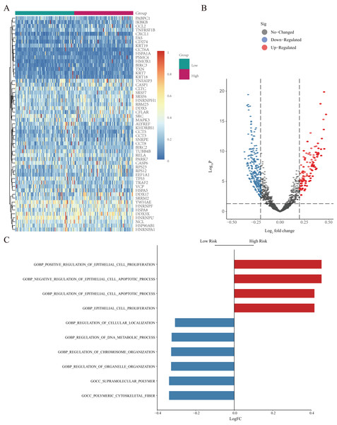 GSVA of NRGs in the high- and low-risk groups.