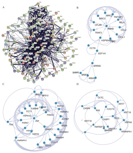 PPI network analysis.