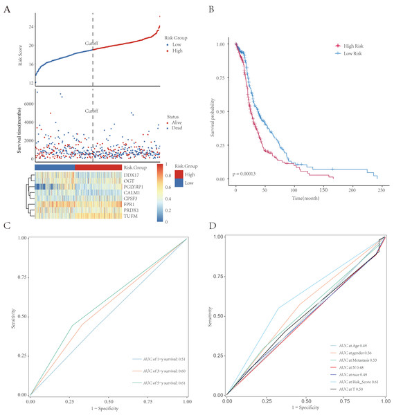 Establishment and evaluation of prognostic models. The analysis included 498 LUAD samples.