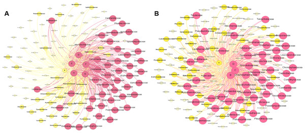 Composition of fungal taxa (family level) of root (A) and rhizosphere soil (B) in the metacommunity-scale network.