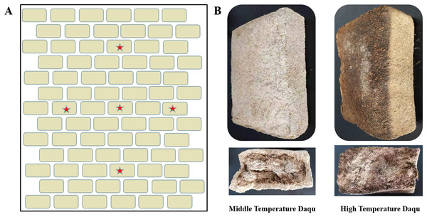 Schematic diagram of Daqu sampling location (A) and morphological diagrams of medium-temperature Daqu and high-temperature Daqu (B).