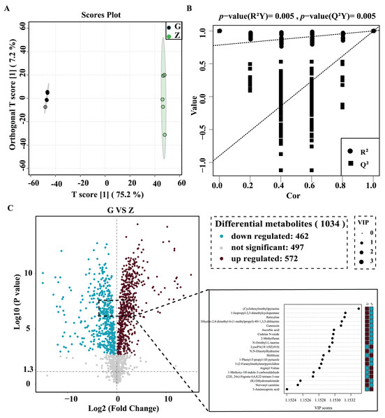 High-temperature Daqu (red) and middle-temperature Daqu (green) OPLS-DA score (A) permutation test (B) and volcanic map of differential metabolites (C).